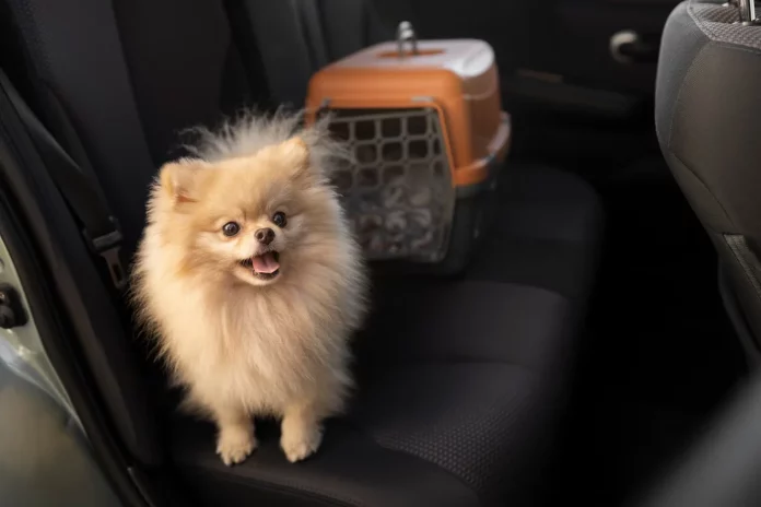 a dog standing on a seat in a car